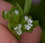 Lewiston cornsalad